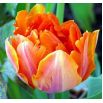 Tulipan Orange Favourite - opak. 5 szt.
