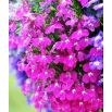 Lobelia zwisła karminowoczerwona