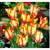 Tulipan Flaming Parrot - opak. 5 szt.