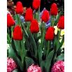 Tulipan Hollandia - opak. 5 szt.