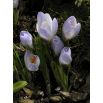Krokus Blue Pearl - 10 szt.