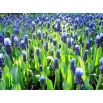 Szafirek szerokolistny - Muscari latifolium op. 10 szt.
