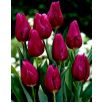 Tulipan Passionale - opak. 5 szt.