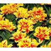 Tulipan Monsella - opak. 5 szt.