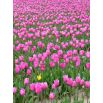Tulipan Pink Diamond - opak. 5 szt.