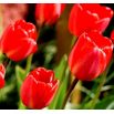 Tulipan Spring Song - opak. 5 szt.