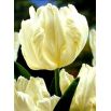 Tulipan White Parrot - opak. 5 szt.