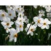Narcyz Actaea - opak. 5 szt.