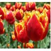 Tulipan Lambada - opak. 5 szt.
