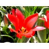 Tulipan Red Riding Hood - opak. 5 szt.
