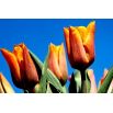 Tulipan Fidelio - opak. 5 szt.