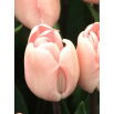 Tulipan Douglas Baader - opak. 5 szt.