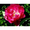Tulipan May Wonder - opak. 5 szt.