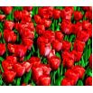 Tulipan Hollandia - opak. 5 szt.