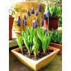 Szafirek szerokolistny - Muscari latifolium op. 10 szt.