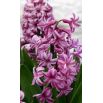 Hiacynt Amethyst - op. 3 szt.