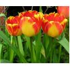 Tulipan Banja Luka - opak. 5 szt.