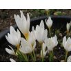 Krokus Jesienny Ochroleucus 10 szt.