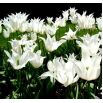 Tulipan Saporro - opak. 5 szt.