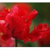 Tulipan Erna Lindgreen - opak. 5 szt.