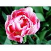 Tulipan Up Star - opak. 5 szt.