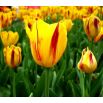 Tulipan Washington - opak. 5 szt.