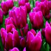 Tulipan Passionale - opak. 5 szt.