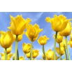 Tulipan Royal Elegance - opak. 5 szt.