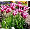 Tulipan liliokształtny Claudia - opak. 5 szt.