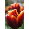 Tulipan Abu Hassan - opak. 5 szt.