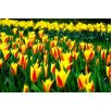 Tulipan Giuseppe Verdi - opak. 5 szt.