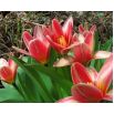 Tulipan Fashion - opak. 5 szt.