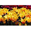 Tulipan Mona Lisa - opak. 5 szt.