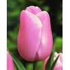 Tulipan Pink Diamond - opak. 5 szt.