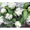 Tulipan White Parrot - opak. 5 szt.