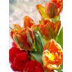 Tulipan Orange Favourite - opak. 5 szt.