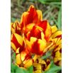 Tulipan Colour Spectacle - opak. 5 szt.