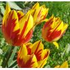 Tulipan Mickey Mouse - opak. 5 szt.