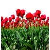 Tulipan Hollandia - opak. 5 szt.