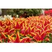 Tulipan Aladdin - opak. 5 szt.