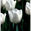 Tulipan White Dream - opak. 5 szt.