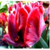 Tulipan Erna Lindgreen - opak. 5 szt.
