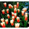 Tulipan Heart's Delight - 5 szt.