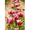Tulipan liliokształtny Claudia - opak. 5 szt.