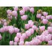 Tulipan Pink Diamond - opak. 5 szt.