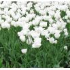 Tulipan Swan Wings  opak. 5 szt.