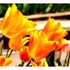 Tulipan Fidelio - opak. 5 szt.