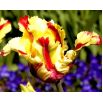 Tulipan Flaming Parrot - opak. 5 szt.