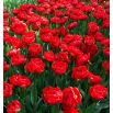Tulipan Miranda - opak. 5 szt.