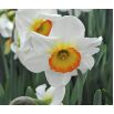 Narcyz Flower Record - 5 cebul